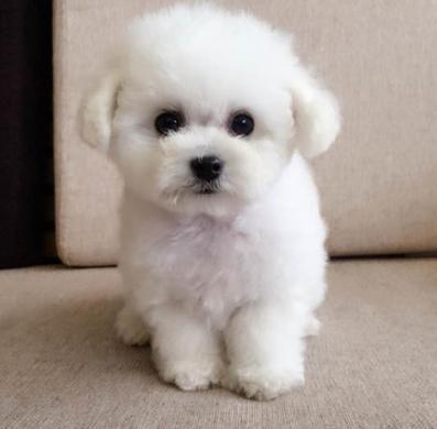 盘点那些奇形怪状的狗狗,十种狗狗比起来哪种狗狗最厉害呢