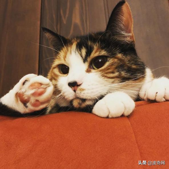 猫咪的脸型代表它的性格,怎么看猫咪的脸型好不好