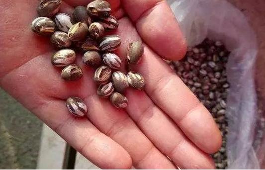 真正的害虫是什么,十大最常见的害虫排名