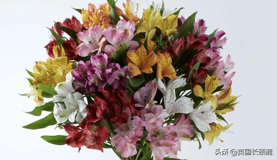 情人节来了怎么少的了fafa?英国鲜花速递服务大盘点:浪漫满分