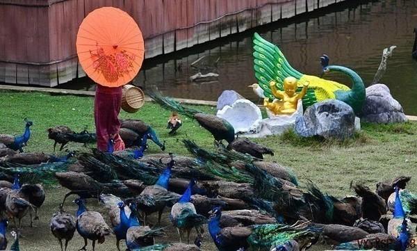 了解西双版纳的风俗和民族文化,西双版纳哈尼族特色民族文化