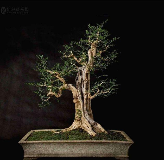 养好九里香盆景,靠这3点,魅力非凡花香十里!