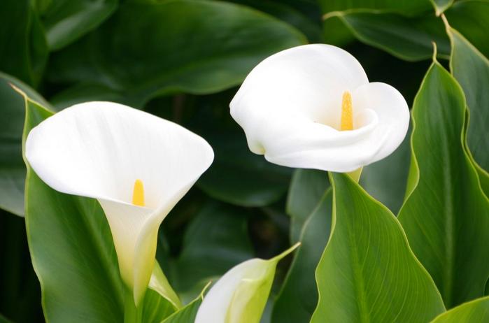 一女子吃有毒野果进医院,误食假芋头