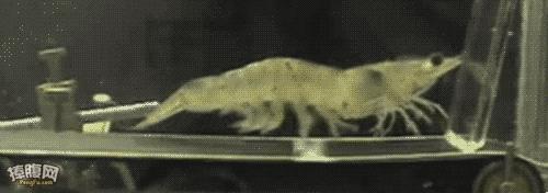 开海啦一大波生猛海鲜汹涌来袭,开海倒计时最全海鲜选购攻略