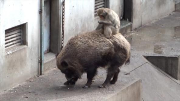 非洲人训练猴子抓野猪，看见野猪直接放猴子，画面简直笑到肚子疼