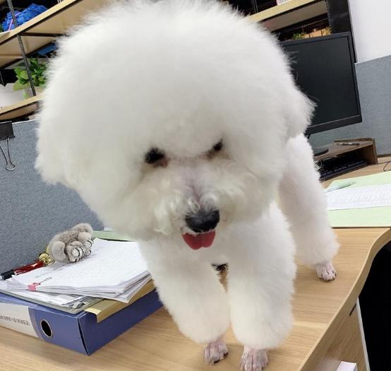 比熊最令人头疼的5大缺点,比熊被宠坏的6大表现