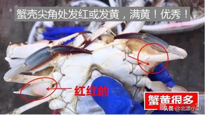 买梭子蟹时掉腿好吗,顶盖肥的梭子蟹多少钱