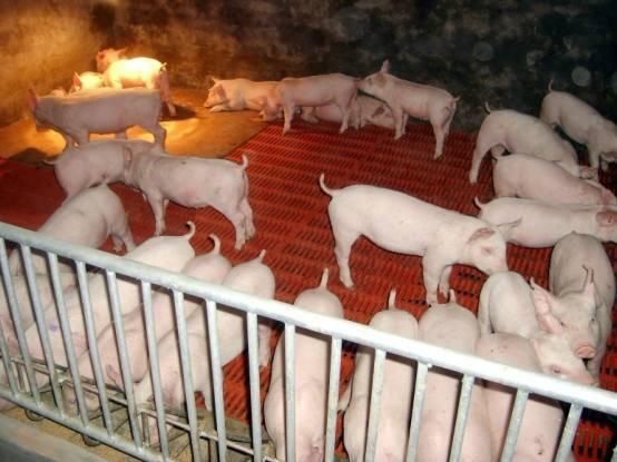 怀孕母猪低温不食怎样治疗,母猪怀孕了要怎么护理仔猪不拉稀