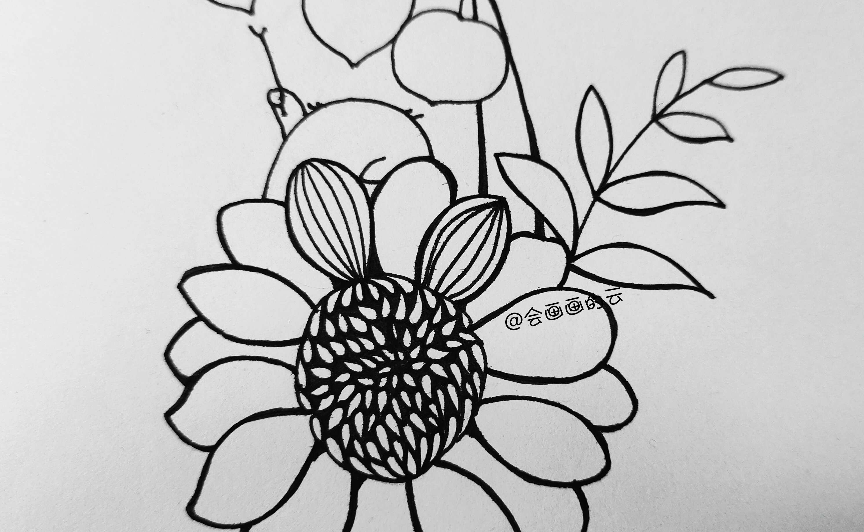 花卉线描简笔画,画花卉教程简笔画