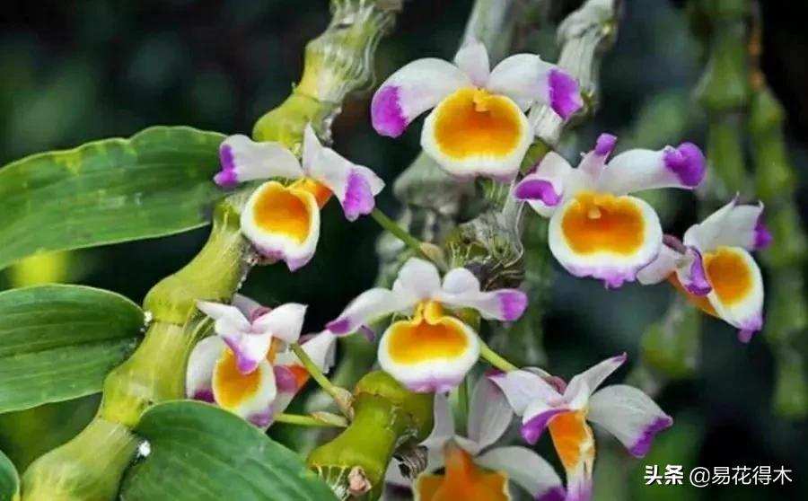 叠鞘石斛与铁皮石斛的区别,肿节石斛和大苞鞘石斛的不同