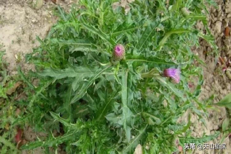 棉花田恶性杂草有哪些种类,棉花地里恶性杂草
