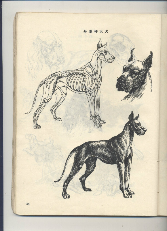 一百幅动物素描,近百幅动物画