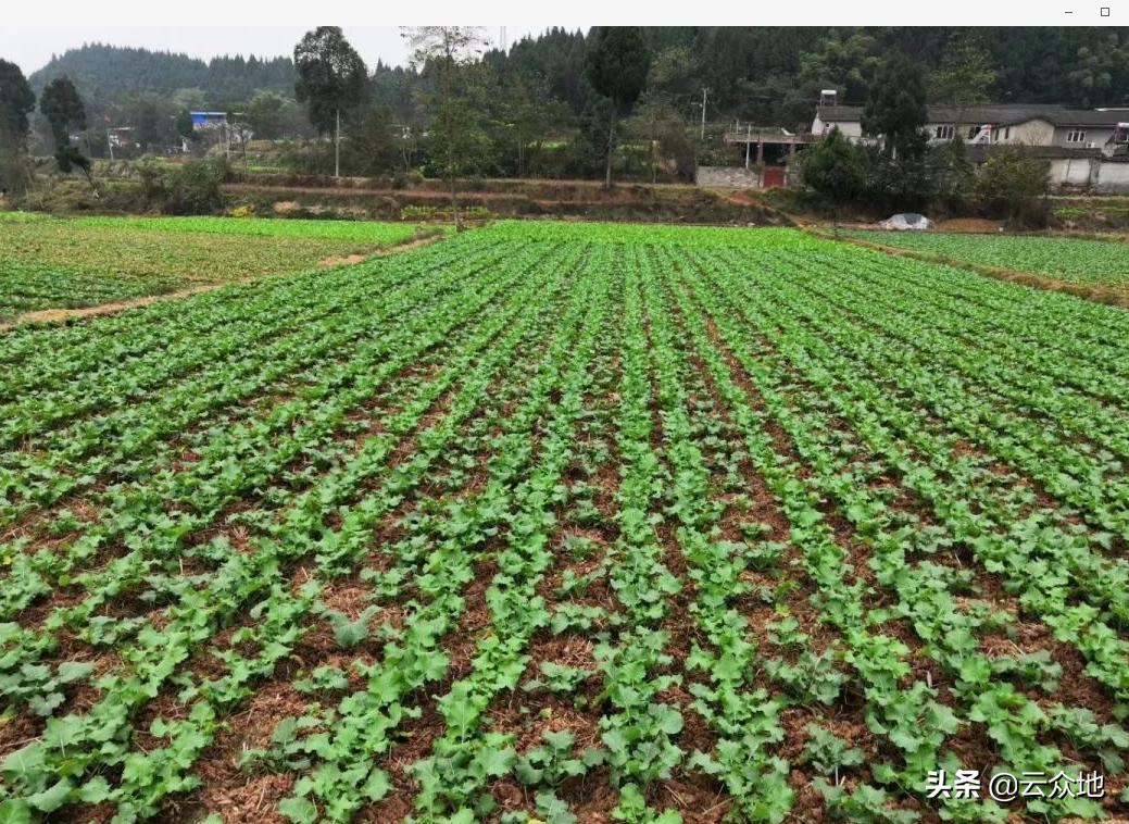 冬天油菜蚜虫用什么农药防治,油菜蚜虫用什么药最好