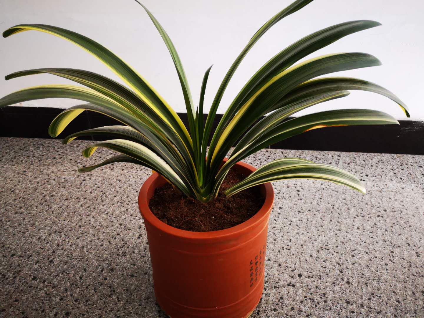 立秋后怎样养好君子兰,养好君子兰的施肥方法