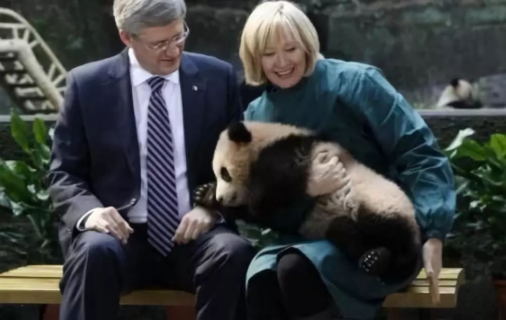 为什么全世界都喜欢大熊猫,世界各地的人们都喜爱大熊猫英语