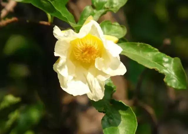 一次性摘各种各样的水果,一次性种很多草莓会怎么样