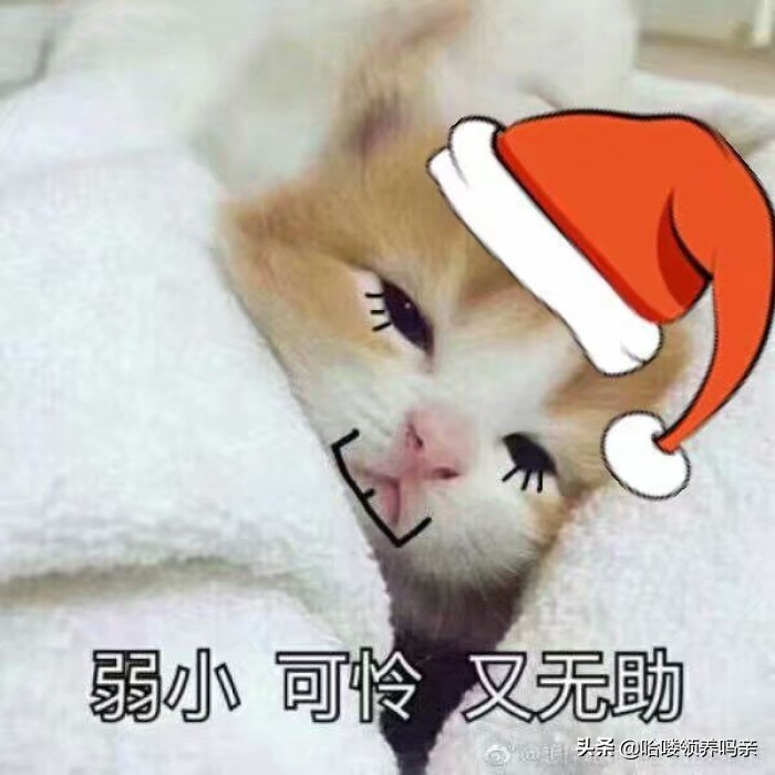 猫咪乳糖不耐受吃什么猫粮,猫咪不爱喝奶该如何解决