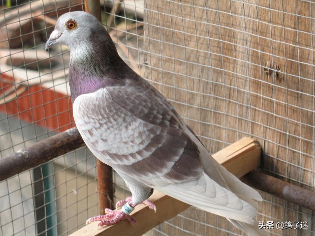 鸽歪头病怎么治疗,鸽瘟病怎么治疗