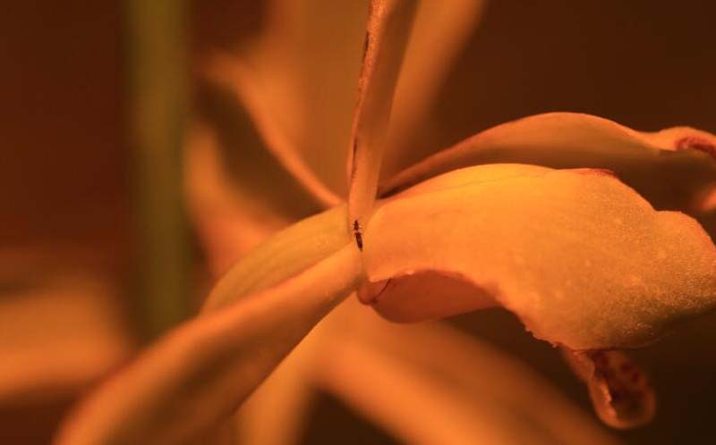 兰花长苞没等开花就花苞枯萎了,网购的兰花花苞枯萎怎么回事