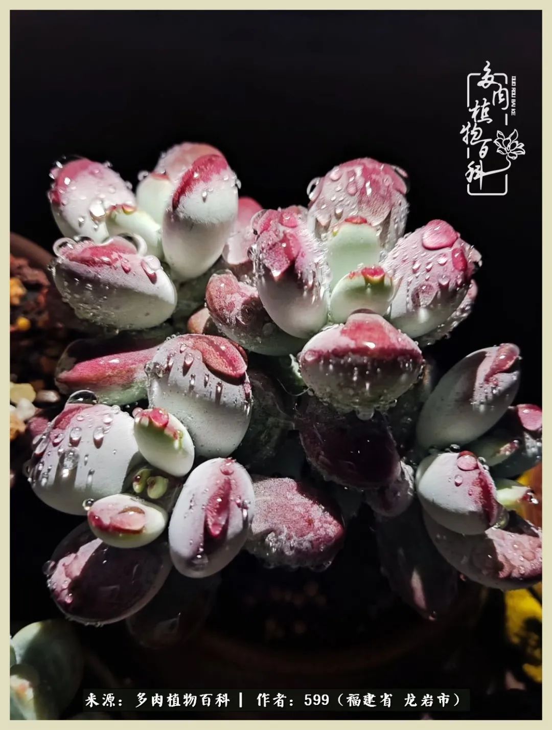 所有的热爱都不遗余力,所有的忙碌都是因为热爱