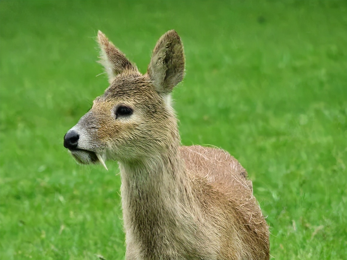 市值飙升近1500亿元,市值暴增100亿