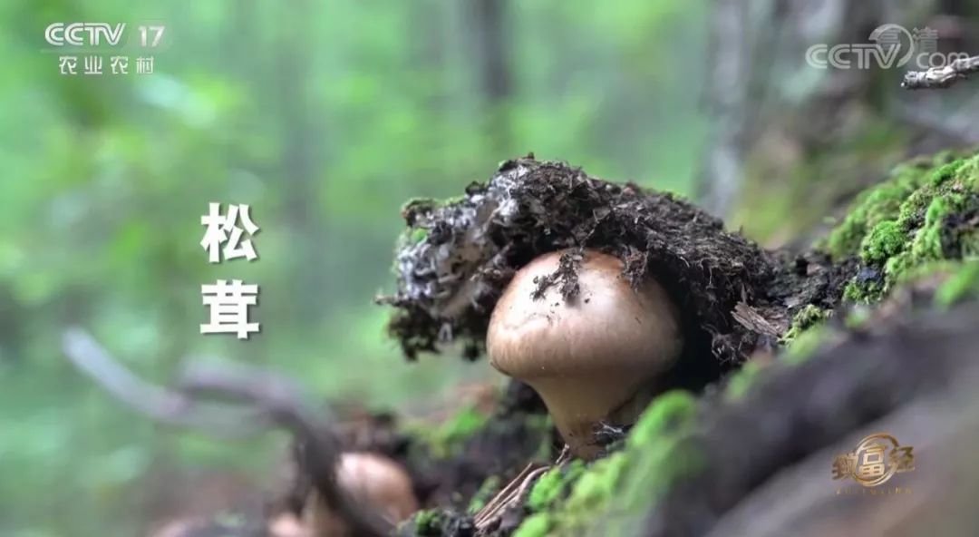 央视cctv《致富经》栏目组,致富经栏目养羊致富