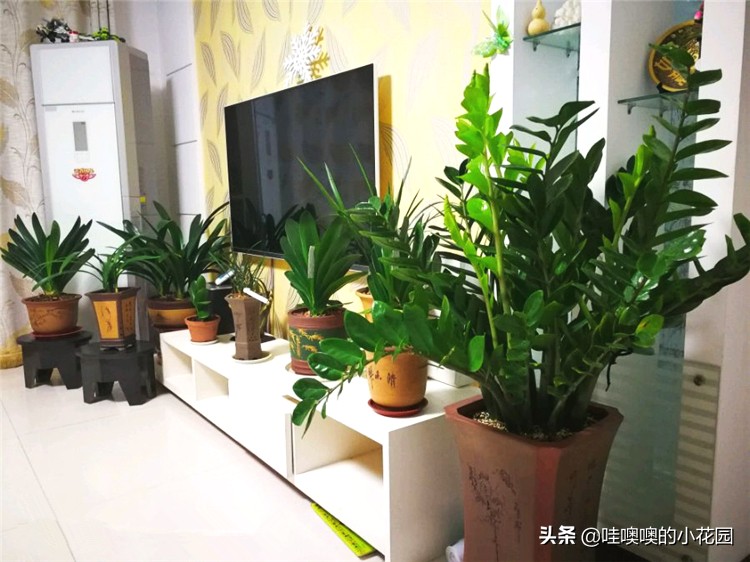 金钱树往下趴要怎么弄,金钱树倒伏