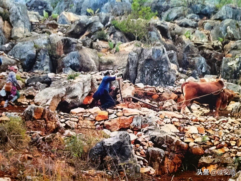 【农民日报推出《特困片区脱贫记》系列报告文学⑨】开在石头上的花