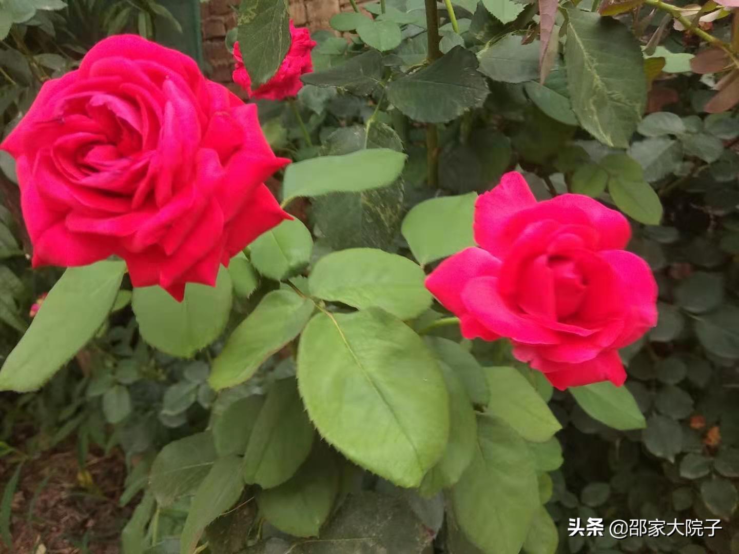 丰县农村老家,我的父亲母亲