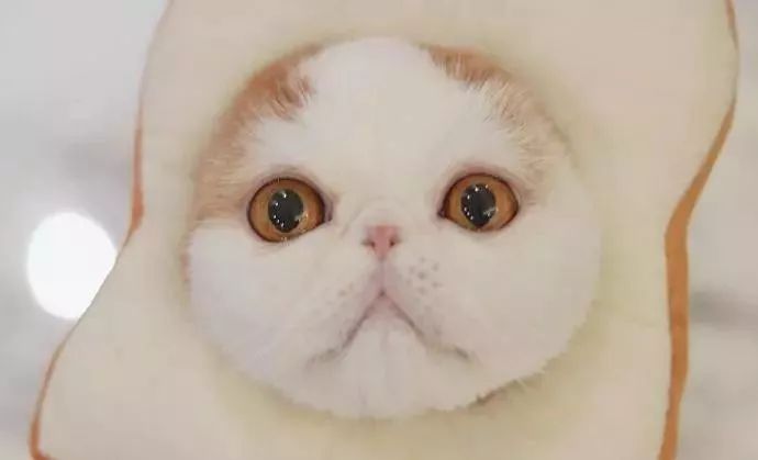 宠物经济市场前景,宠物经济下一个趋势