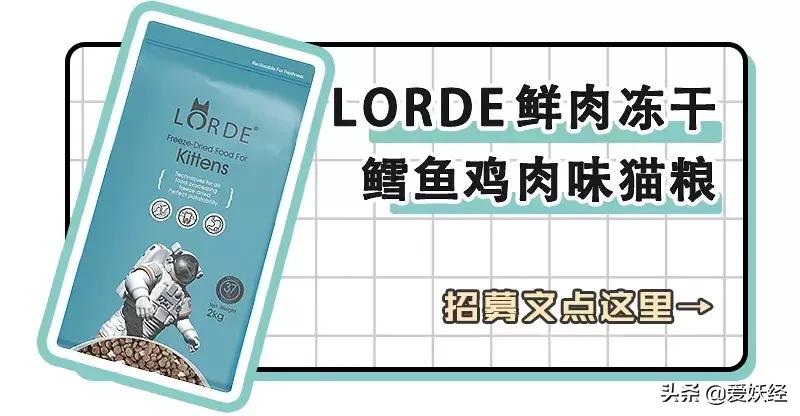 lorde全价猫粮,lorde猫粮值不值得购买