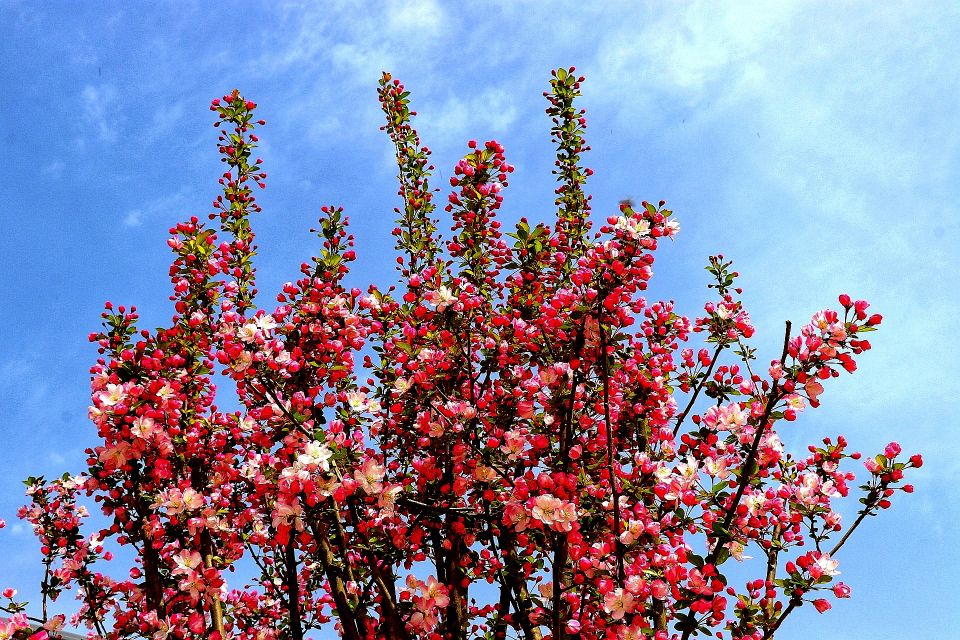 春天到了花儿开了的英语,春天到了美丽的花都开了