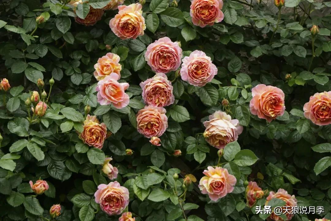 月季花是时候展现真正的技术了 (开春的第一波月季花就这么过去了)
