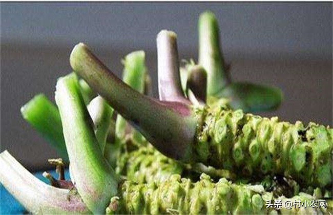 辣根怎么种,辣根是怎么种植的视频教程