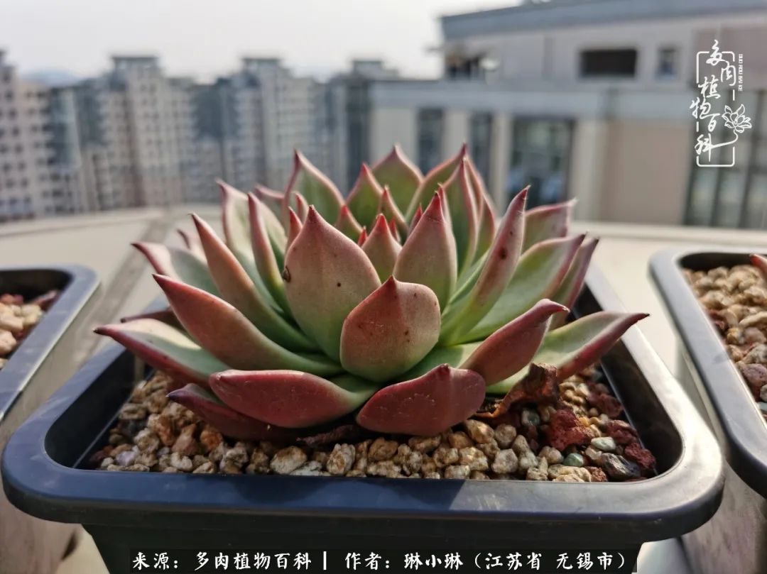 多肉变美是需要时间的,千万别辜负了多肉变美的黄金季节