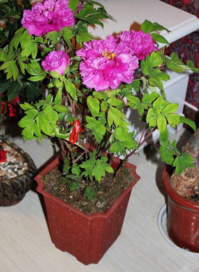 怎么养盆栽牡丹花,养牡丹花怎样浇水