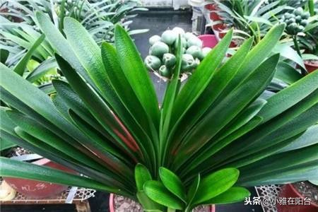 君子兰怎么养才能长得更旺盛,君子兰如何养护才能长得更茂盛
