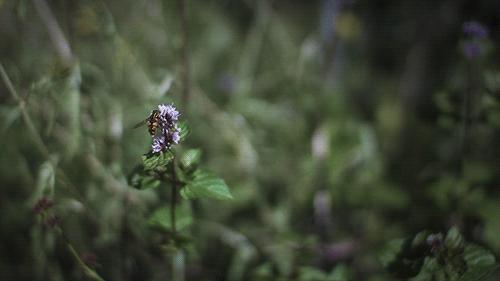 去除厨房油烟植物,家庭除油烟异味好方法