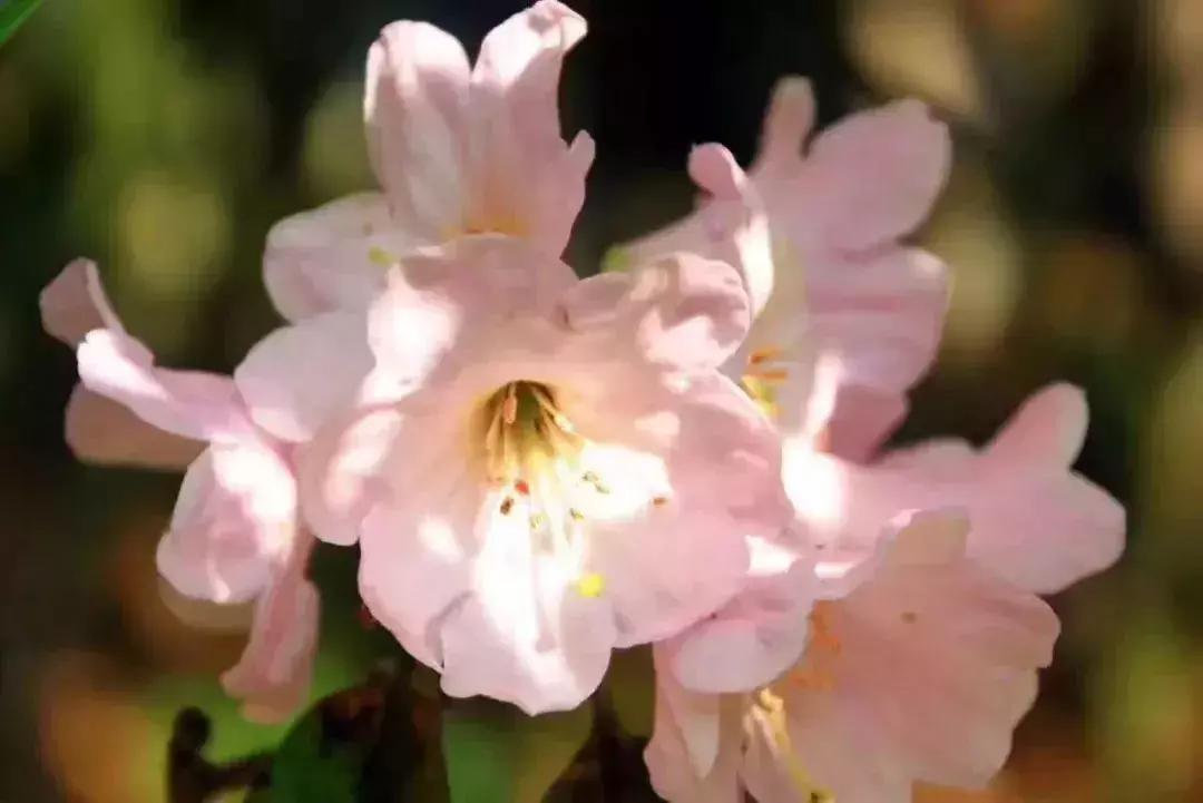 四月芳菲尽黄山杜鹃始盛开,人间四月芳菲尽高山杜鹃始盛开图