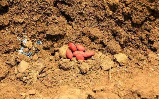 花生的种植方法和最佳种植时间,水种花生种植方法