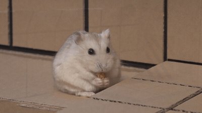 仓鼠太过于活泼了怎么办,仓鼠太好动怎么办