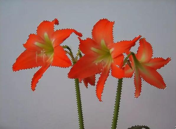 怎么抠图教你几种好用的抠图方法,如何抠图推荐三种常用抠图方法