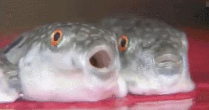 济南唯一一家吃河豚全宴的日料店！顶级鲜美，吃罢不念天下鱼