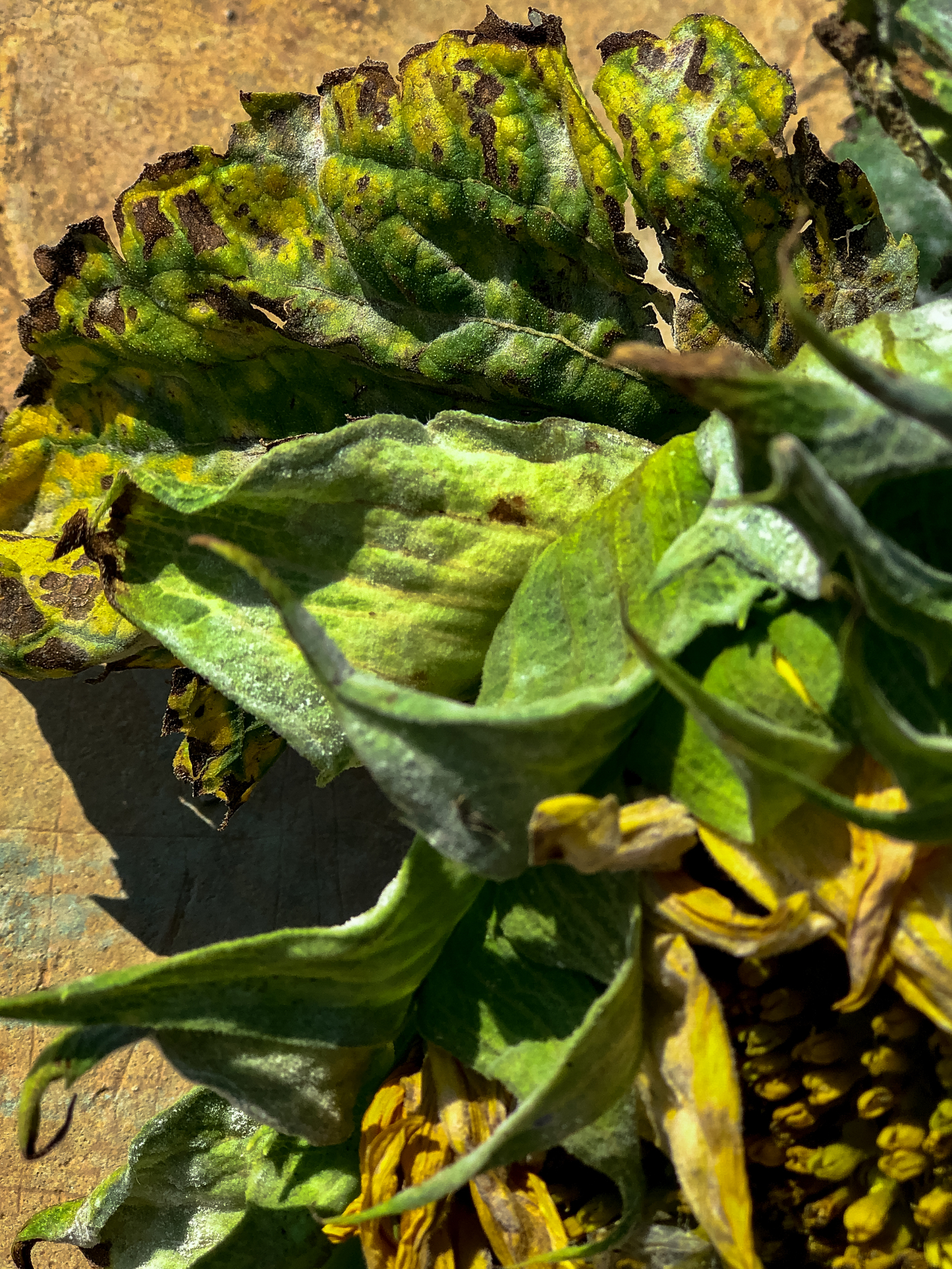 仰望向日葵的遐想，物各有性，人亦然，愿你一路繁华，陌上花开