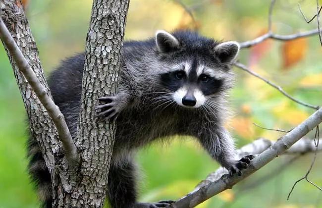 我是成都人,还能吃兔头吗?我妈常做奶汤野生鲫鱼,能吃不……牛蛙、火鸡、竹鼠,这些还能再吃吗?