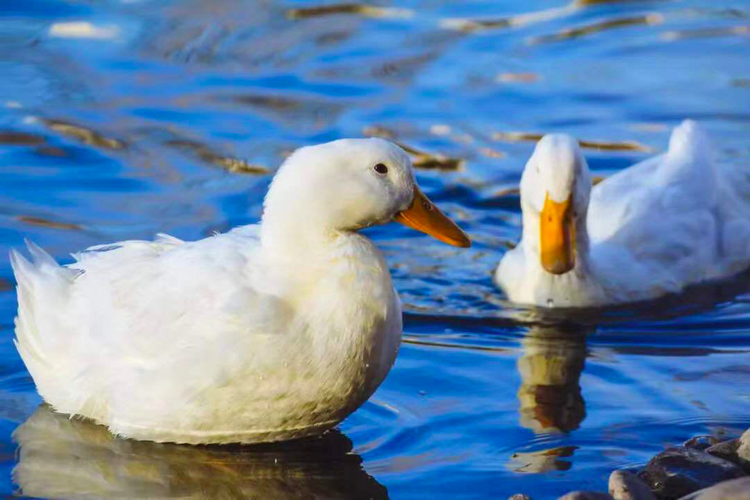 性价比超高的轻羽绒,白鸭绒反季清仓捡漏轻薄羽绒服