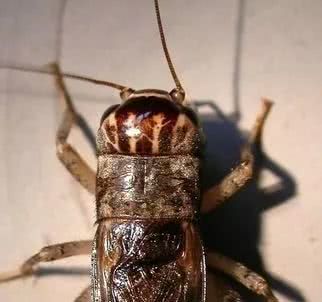 斗蟋品质讲解,怎么辨别斗蟋蟀的好坏