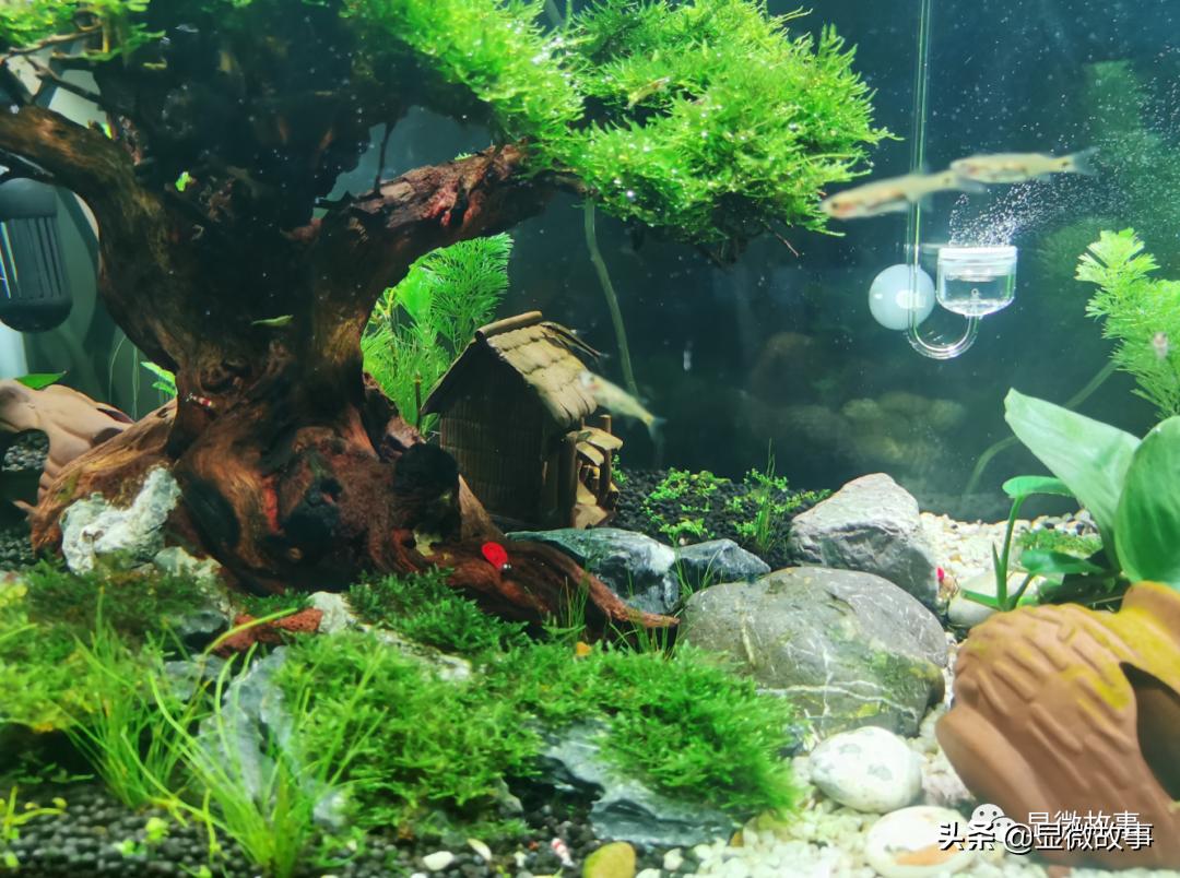 三线城市买*口车进**厘子、花数万元装修鱼缸，这里没有“下沉市场”