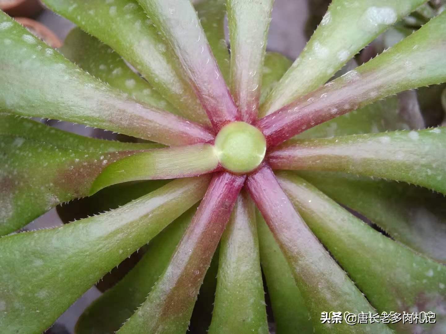 多肉法师开完花会死吗,多肉法师顶端花剑可以整个剪掉吗