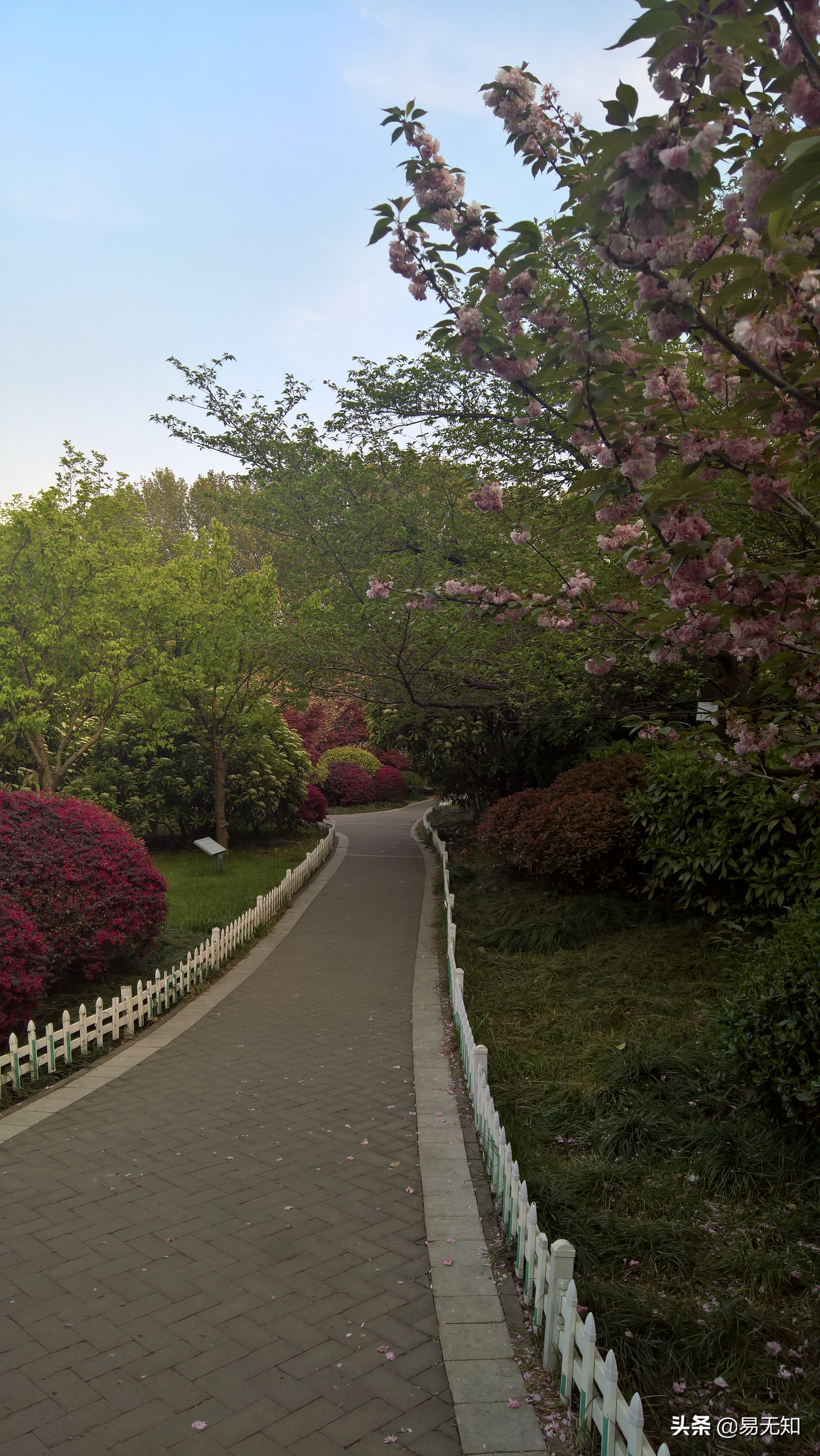 徐州彭祖园樱花美景,亲近自然之美彭祖园赏花正当时